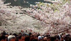 你見(jiàn)過(guò)空無(wú)一人的中山公園櫻花大道嗎？美！